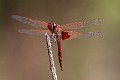 Tramea stenoloba male-3539